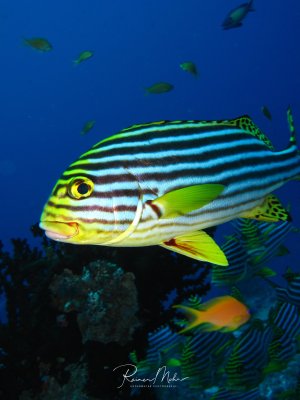 Ein Orientalischer Süßlippe schwimmt über einem Korallenriff, während im Hintergrund weitere Riffische im blauen Wasser zu sehen sind. Der Fisch zeigt seine charakteristischen blauen und gelben Längsstreifen sowie die markanten gelben Flossen und das auffällige gelbe Auge.