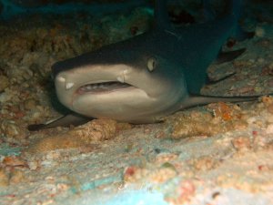 Ein Weißspitzen-Riffhai ruht in einer Felsspalte am Meeresboden. Der Hai zeigt das typische Verhalten dieser Art, tagsüber in Höhlen oder unter Felsvorsprüngen zu rasten, wobei seine charakteristische helle Färbung und die markanten weißen Spitzen an den Flossen gut erkennbar sind.