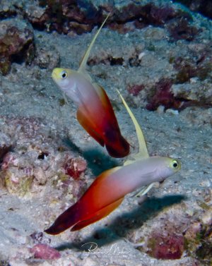 Zwei Pfeil-Grundeln mit ihrem charakteristischen weißlich-roten Farbverlauf und den langen, gelben Rückenflossen schweben dicht über dem sandigen Meeresboden. Die Fische zeigen das typische Verhalten der Art, bei dem sie in kleinen Gruppen nahe dem Substrat leben und bei Gefahr blitzschnell in ihre Höhlen verschwinden können.