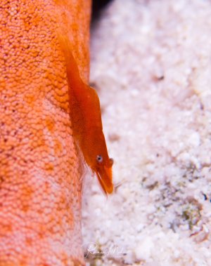 Eine leuchtend orangerote Imperatorgarnele versteckt sich auf einem Seestern.