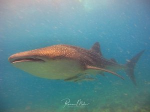 Ein majestätischer Walhai gleitet ruhig durch das blaue Wasser. Die charakteristischen weißen Punkte und Streifen auf der bräunlich-grauen Haut sind deutlich zu erkennen, während der sanfte Riese seine typische entspannte Schwimmhaltung zeigt.