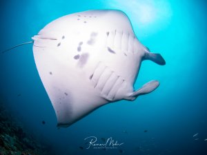 Ein majestätischer Riffmanta gleitet elegant durch das blaue Wasser und zeigt seine charakteristische weiße Unterseite mit den markanten dunklen Fleckenmustern und Kiemenschlitzen. Die Aufnahme aus der Froschperspektive betont die imposante Spannweite und Anmut dieses Mantarochens im freien Wasser.