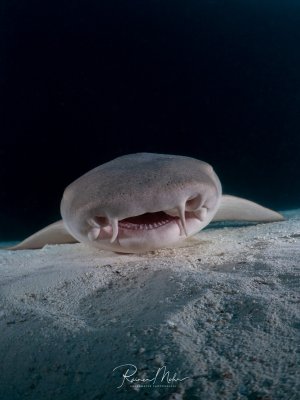 Frontalaufnahme eines Ammenhaies (Nebrius ferrugineus) der auf dem Sandgrund ruht. Der breite flache Kopf mit den Barteln, das Maul und die Zahnreihen sind deutlich sichtbar.