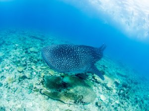 Ein majestätischer Walhai gleitet elegant über das Korallenriff, seine charakteristischen weißen Punkte deutlich sichtbar auf der dunklen Haut. Das sanfte Sonnenlicht durchdringt das kristallklare, tiefblaue Wasser und schafft eine friedvolle Unterwasseratmosphäre.