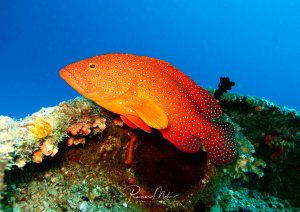 Ein prächtiger Juwelen-Zackenbarsch ruht auf einem mit Korallen bewachsenen Riff vor tiefblauem Wasser. Der Fisch zeigt seine charakteristische orange-rote Färbung mit den typischen weißen Punkten, die über den gesamten Körper verteilt sind.