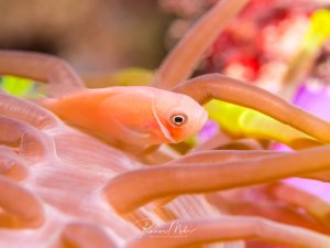Ein rosa-orangefarbener Anemonenfisch versteckt sich zwischen den schützenden Tentakeln seiner Wirtsanemone. Die symbiotische Beziehung zwischen Fisch und Anemone ist hier perfekt eingefangen, wobei die warmen Farbtöne und das weiche Licht eine traumhafte Atmosphäre schaffen.