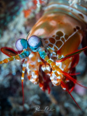 Makro-Portrait eines Fangschreckenkrebses (Odontodactylus scyllarus). Die faszinierenden Facettenaugen auf beweglichen Stielen und die bunten Fangbeine in Grün, Orange und Rot sind detailreich abgebildet.
