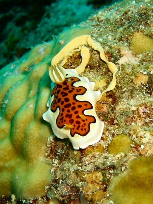 Eine wunderschöne Chromodoris-Nacktschnecke mit charakteristischer orange-brauner Körperfärbung mit dunklen Punkten und weißem Mantelrand kriecht über bewachsenes Riffgestein. Die Kiemenbüschel am Hinterende sind deutlich sichtbar und zeigen die typische Form dieser farbenprächtigen Meeresschnecke.