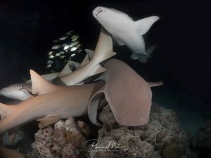 Mehrere Ammenhaie drängen sich bei einem Nachttauchgang auf einem Riffvorsprung. Ein kleiner Schwarm Fische leuchtet im Blitzlicht auf, während die Haie übereinander ruhen.