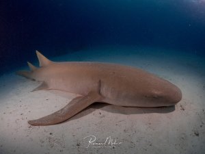 Ein Ammenhai (Nebrius ferrugineus) ruht auf dem hellen Sandgrund. Der massige Körper und die typischen zwei Rückenflossen sind im Weitwinkel gut zu erkennen.