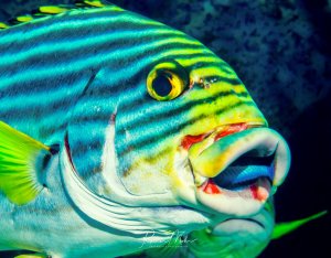 Ein farbenprächtiger Süßlippen-Fisch zeigt sein charakteristisches Streifenmuster in türkis, gelb und grün. Das Makro-Portrait erfasst eindrucksvoll die leuchtend gelben Augen und die typischen dicken, fleischigen Lippen dieser Riffbewohner. In seinem Maul ein Putzerlippfisch, der die Kiemen reinigt