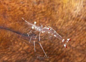 Eine transparente Putzergarnele mit charakteristischen weißen Punkten und rötlichen Markierungen an den Schwanzfächern auf dem geschlossenen Maul einer Riesenmuräne zu sehen. Die Garnele zeigt ihre typischen langen, weißen Antennen und den durchsichtigen Körper mit den markanten Farbakzenten.