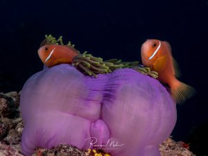 Zwei orangefarbene Anemonenfische mit charakteristischen weißen Streifen leben in Symbiose mit einer großen violett-pinken Seeanemone. Die Clownfische zeigen das typische Verhalten, bei dem sie Schutz zwischen den Tentakeln ihrer Wirtsanemone suchen.