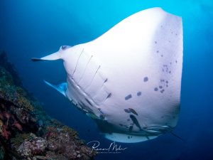 Ein majestätischer Riffmanta gleitet elegant über eine Korallenbank im blauen Wasser. Die weißliche Unterseite mit den charakteristischen dunklen Flecken und Kiemenspalten ist deutlich sichtbar, während kleine Putzerfische den Manta begleiten.