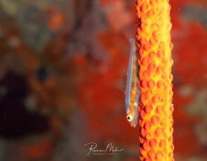Ein kleiner blauer Fisch sitzt auf einer Drahtkoralle. Der Fisch zeigt ein typisches Verhalten der Nähe zu seinem Wirtsorganismus, möglicherweise eine symbiotische Beziehung oder Schutz suchend.