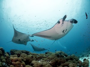Mehrere Riffmantas gleiten elegant über ein Korallenriff. Kleine Rifffische und Fahnenbarsche umgeben die majestätischen Tiere, während im Hintergrund Sonnenlicht durch das Wasser dringt.