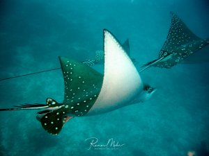 Ein majestätischer Gefleckter Adlerrochen gleitet elegant durch das blaue Wasser und zeigt seine charakteristische weiße Unterseite mit den markanten weißen Punkten auf der dunklen Oberseite. Der Rochen schwimmt in mittlerer Wassertiefe im offenen Blauwasser.