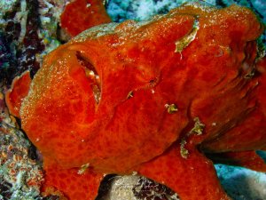 Ein großer roter Anglerfisch ruht zwischen Korallen am Riff. Das Tier zeigt die charakteristische körnige Hautstruktur und die leuchtend rote Färbung, kleine Algenreste sind auf der Haut zu erkennen.