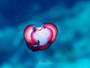 Eine eleganter Strudelwurm schwimmt mit ihren charakteristischen rosa-roten Segmenten durch das blaue Wasser.