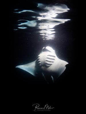 Ein Riffmanta (Mobula alfredi) beim nächtlichen Planktonfressen an der Wasseroberfläche. Die weiße Unterseite mit den Kiemenspalten spiegelt sich eindrucksvoll im dunklen Wasser.