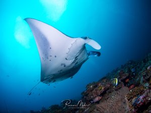 Ein majestätischer Mantarochen gleitet elegant über ein buntes Korallenriff, während im Hintergrund das tiefblaue Wasser und Sonnenstrahlen eine dramatische Kulisse bilden. Kleine Riffische sind am Korallenhang zu erkennen, darunter ein gelber Falterfisch.