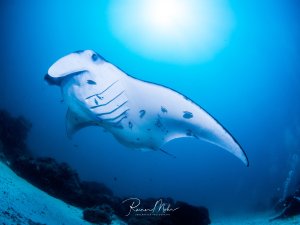 Ein majestätischer Mantarochen gleitet elegant durch das blaue Wasser über einem Korallenriff. Die charakteristischen Kiemenschlitze auf der Unterseite sind deutlich sichtbar, während das Tier in perfekter Haltung durch sein Element schwebt.