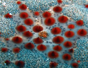 Eine Makroaufnahme des Rückens eines Seesterns. Die roten Stacheln heben sich dramatisch von der ansonsten grauen Haut ab