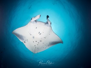 Ein majestätischer Riffmanta gleitet elegant durch das blaue Wasser und zeigt seine charakteristische weiße Unterseite mit den typischen dunklen Fleckenmustern. Die Aufnahme von unten betont die imposante Spannweite und die gracile Schwimmweise dieses friedlichen Planktonfressers.