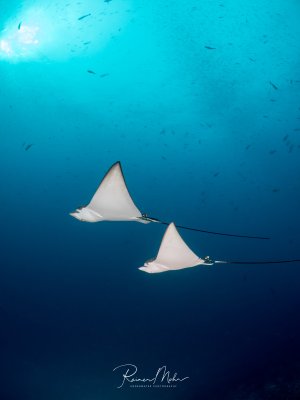 Zwei Adlerrochen gleiten synchron durch das tiefblaue Wasser. Die Aufnahme von unten zeigt ihre markanten weißen Bauchseiten und die langen peitschenartigen Schwänze, während Sonnenlicht von oben das Wasser durchflutet.