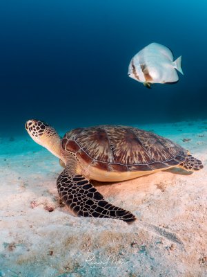 Eine Grüne Meeresschildkröte (Chelonia mydas) ruht auf dem Sandgrund. Im Hintergrund schwimmt ein Fledermausfisch (Platax). Das Muster des Panzers und die schuppige Haut sind im Detail sichtbar.