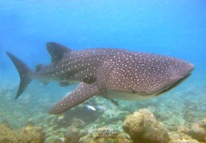 Ein majestätischer Walhai gleitet ruhig über ein Korallenriff. Die charakteristischen weißen Punkte und Streifen auf der grauen Haut sind deutlich zu erkennen, während der sanfte Riese elegant durch das klare blaue Wasser schwimmt.