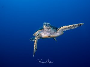 Eine majestätische Echte Karettschildkröte schwimmt elegant durch das tiefblaue Freiwasser. Die Schildkröte ist in perfekter Schwimmhaltung mit ausgestreckten Flossen zu sehen, wobei ihr charakteristischer Panzer mit den markanten Schilden deutlich erkennbar ist.