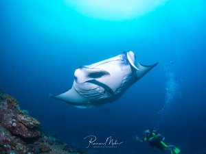 Ein majestätischer Mantarochen gleitet elegant durch das blaue Wasser über einem Riff, während im Hintergrund ein Taucher die beeindruckende Szene beobachtet. Die charakteristische weiße Unterseite und die gracile Bewegung des Rochen sind deutlich zu erkennen.