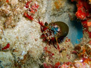 Ein Fangschreckenkrebs mit seinen charakteristischen großen Facettenaugen und kräftigen Fangarmen sitzt in einer Felsspalte zwischen bunten Korallenbewuchs. Die leuchtend roten und orangen Korallen bilden einen farbenfrohen Kontrast zu dem bräunlich-grün gefärbten Krebs.