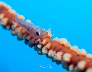 Auf dem Bild ist eine durchsichtige Peitschenkorallen-Grundel zu sehen, die auf ihrer Wirtskoralle ruht. Diese kleinen Fische leben in einer symbiotischen Beziehung mit Peitschenkorallen. Sie sind perfekt an die Farbe und Struktur ihrer Wirtskoralle angepasst, was sie extrem gut tarnt.