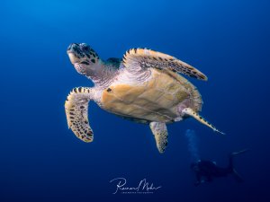 Eine majestätische Echte Karettschildkröte gleitet elegant durch das tiefblaue Freiwasser, während im Hintergrund ein Taucher zu sehen ist. Die Schildkröte zeigt ihre charakteristischen gelb-braunen Panzerplatten und das markante Muster der Flossen deutlich.
