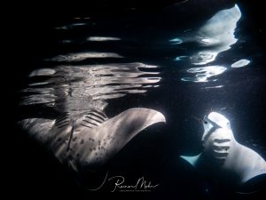 Zwei Riffmantas (Mobula alfredi) fressen bei Nacht Plankton an der Wasseroberfläche. Ihre Spiegelungen und das im Licht schimmernde Plankton erzeugen eine magische Atmosphäre.