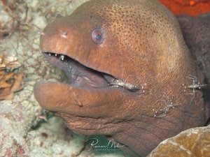 Eine Riesenmuräne mit geöffnetem Maul wird von mehreren transparenten Putzergarnelen gereinigt. Die Garnelen befinden sich im und um das Maul der Muräne und führen ihre symbiotische Reinigungsarbeit durch.