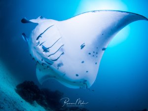 Ein majestätischer Riffmanta gleitet elegant durch das blaue Wasser und zeigt seine charakteristische weiße Bauchseite mit den markanten Kiemenschlitzen. Die Aufnahme aus der Untersicht verdeutlicht die imposante Größe und Anmut dieses Planktonfressers.