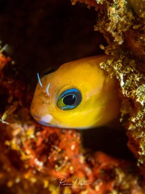 Ein gelber Schleimfisch (Ecsenius) schaut neugierig aus seiner Höhle im Riff hervor. Die leuchtend gelbe Farbe, die blaue Iris und die feinen Cirren über den Augen sind im Makro gut sichtbar.