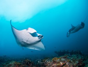 Ein majestätischer Riffmanta gleitet elegant über ein Korallenriff, während im Hintergrund ein Taucher die beeindruckende Szene beobachtet. Die weiße Unterseite des Mantas ist deutlich sichtbar mit den charakteristischen Kiemenspalten.