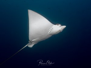 Adlerrochen von unten fotografiert, gleitet elegant durchs Blauwasser. Die Kiemenspalten und der lange Schwanz sind gut sichtbar.