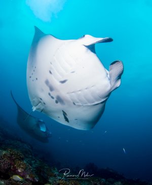 Ein majestätischer Mantarochen gleitet elegant durch das blaue Wasser über einem Korallenriff. Die charakteristische weiße Bauchseite mit den dunklen Fleckenmustern ist deutlich zu erkennen, während der Manta seine großen Brustflossen ausbreitet.