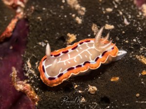 Eine wunderschöne Nacktschnecke mit orange-weißer Färbung und violetten Markierungen kriecht über den dunklen Meeresgrund. Die Chromodoris-Art zeigt ihre typischen Rhinophoren (Fühler) und das wellige Mantelgewebe mit den leuchtenden Farben.