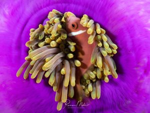Ein orangeroter Anemonenfisch versteckt sich zwischen den Tentakeln einer leuchtend violetten Seeanemone. Der Clownfisch zeigt das typische symbiotische Verhalten und ist perfekt in seiner Wirtsanemone eingebettet, deren Tentakel ihn schützend umhüllen.