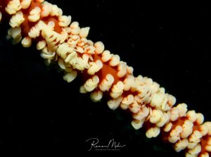 Auf dem Bild sind zwei Peitschenkorallen-Garnelen (Pontonides ankeri) zu sehen, die auf ihrer Wirtskoralle ruhen. Diese kleinen Garnelen leben in einer symbiotischen Beziehung mit Peitschenkorallen. Sie sind perfekt an die Farbe und Struktur ihrer Wirtskoralle angepasst, was sie extrem gut tarnt.