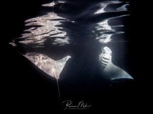 Zwei Riffmantas (Mobula alfredi) schwimmen bei Nacht nahe der Wasseroberfläche, angelockt vom Plankton im Scheinwerferlicht. Ihre Spiegelungen an der Oberfläche erzeugen eine faszinierende Atmosphäre.