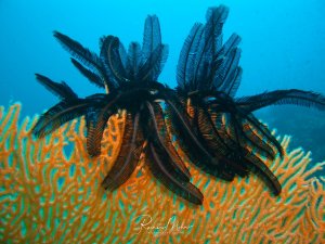 Ein schwarzer Haarstern sitzt auf einer großen orangefarbenen Gorgonie und spreizt seine gefiederten Arme elegant ins Blauwasser aus. Die Aufnahme zeigt die typische Symbiose zwischen Haarsternen und Gorgonien, wobei der Haarstern die erhöhte Position zur Nahrungsfiltrierung nutzt.