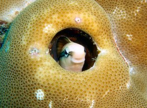 Ein Schleimfisch (Blennie) sitzt in einem kleinen Loch in einer Porenkoralle
