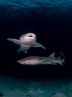 Zwei Ammenhaie (Nebrius ferrugineus) schwimmen in der Dämmerung über dem Sandgrund. Der obere Hai ist frontal von unten zu sehen, der untere von der Seite. Die breiten Köpfe und Barteln sind gut erkennbar.